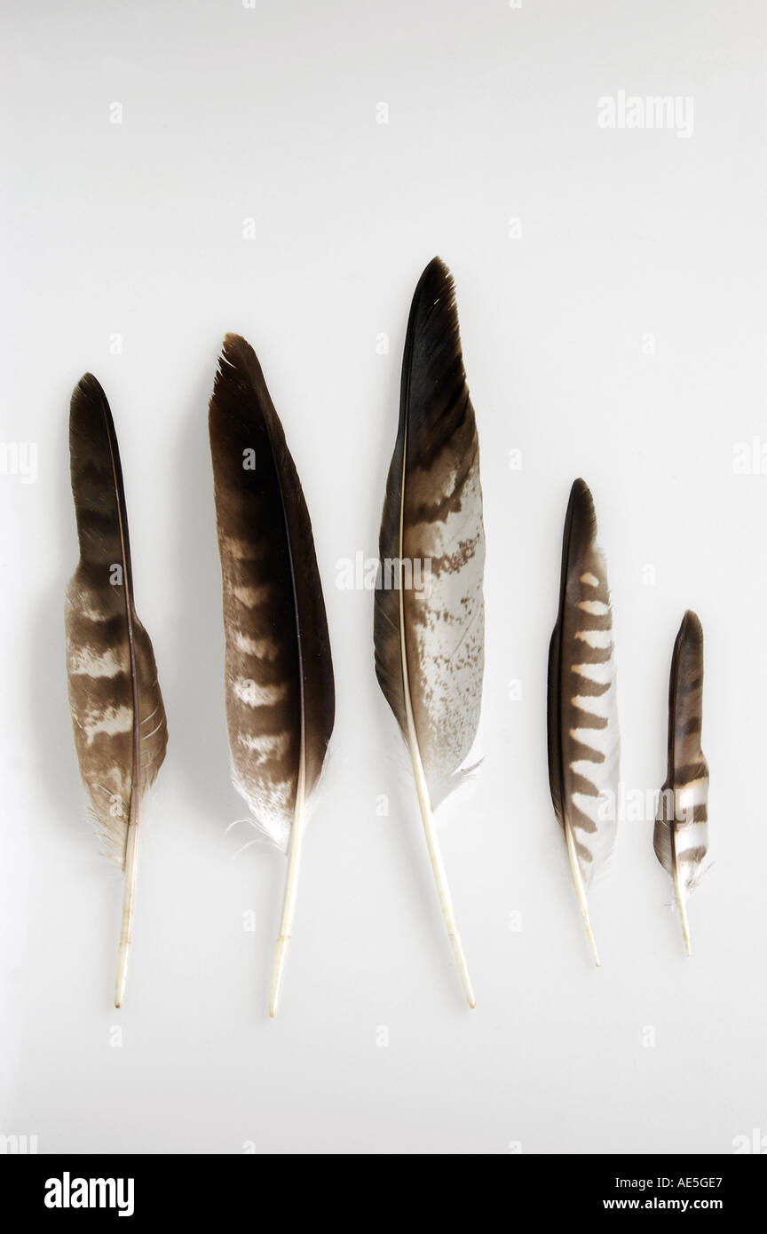 different feathers of a hawk , black kite , common bussard , kestrel