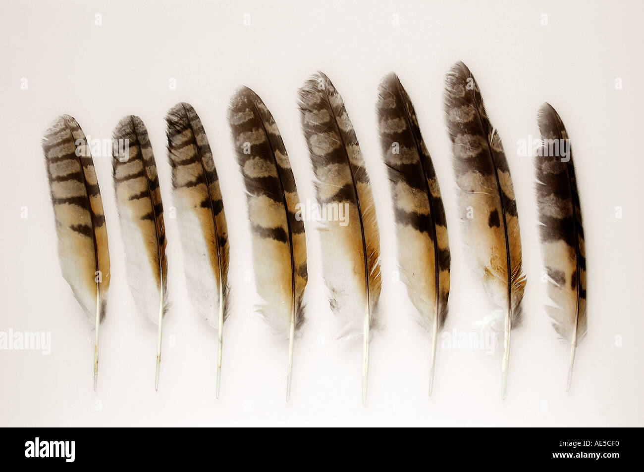 Feathers of a long-eared owl (Asio otus). Studio picture against a white background Stock Photo