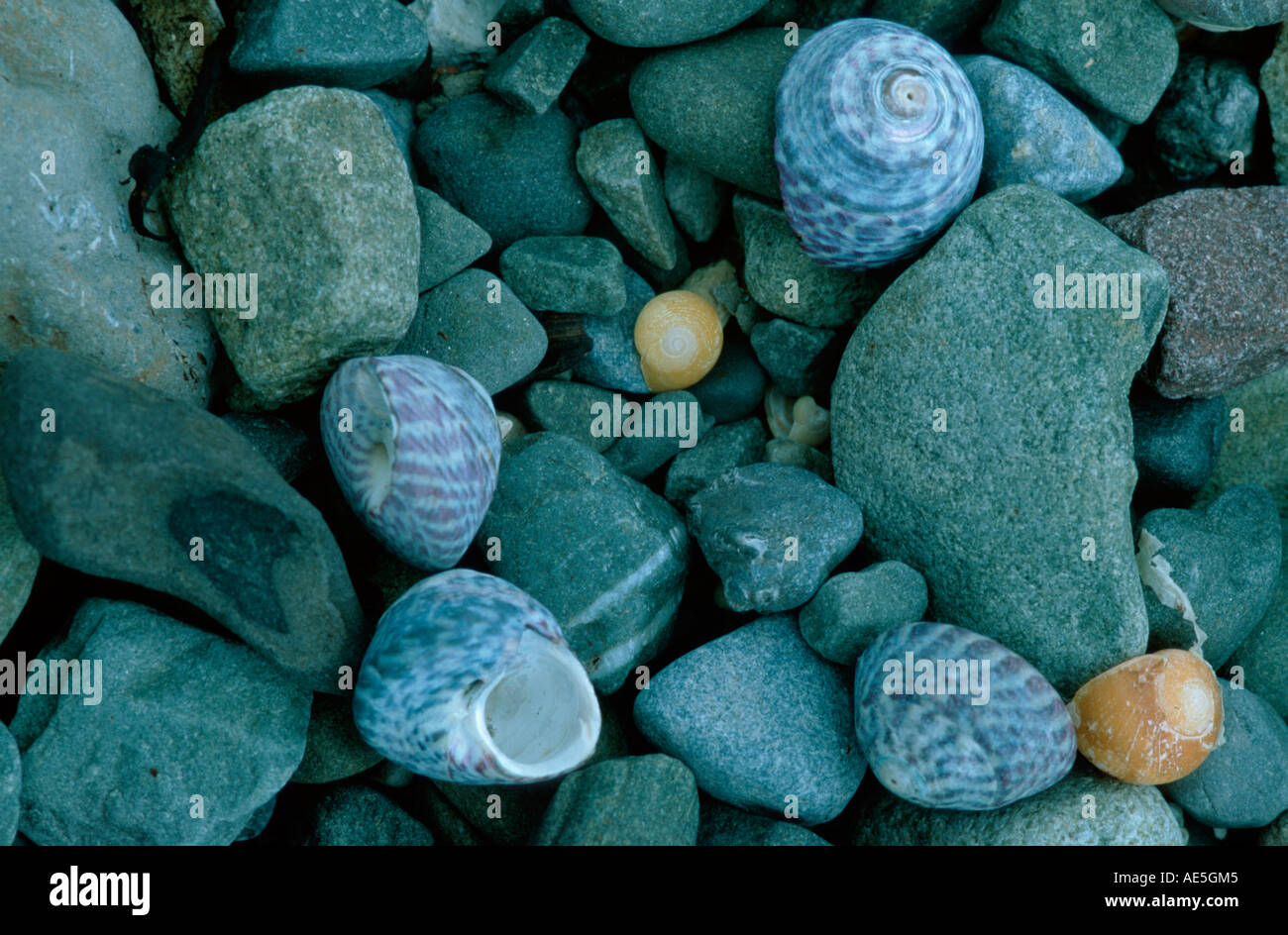 Stones and Snail Shells of Flat Topsnail and Flat Periwinkle, Ireland / (Gibulla umbilicalis), (Littorina obtusata) Stock Photo