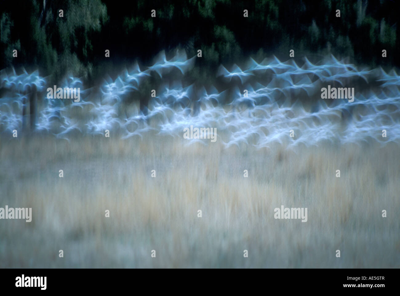 Flock of white birds flying across a field in a blur of motion Stock Photo