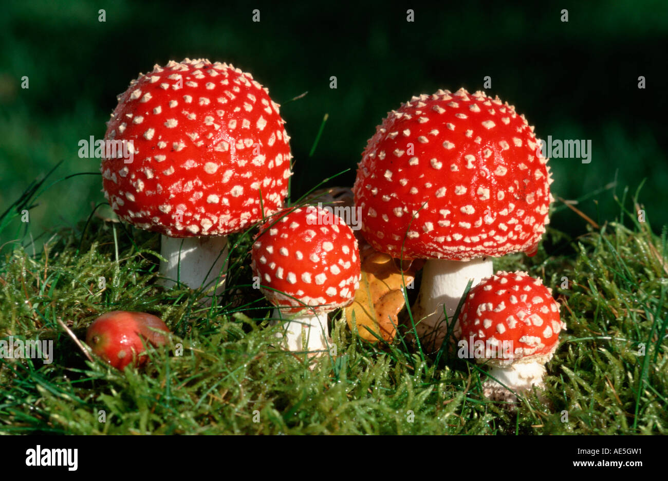 Young Fly Amanita Mushrooms, Schleswig-Holstein, Germany (Amanita muscaria) Stock Photo