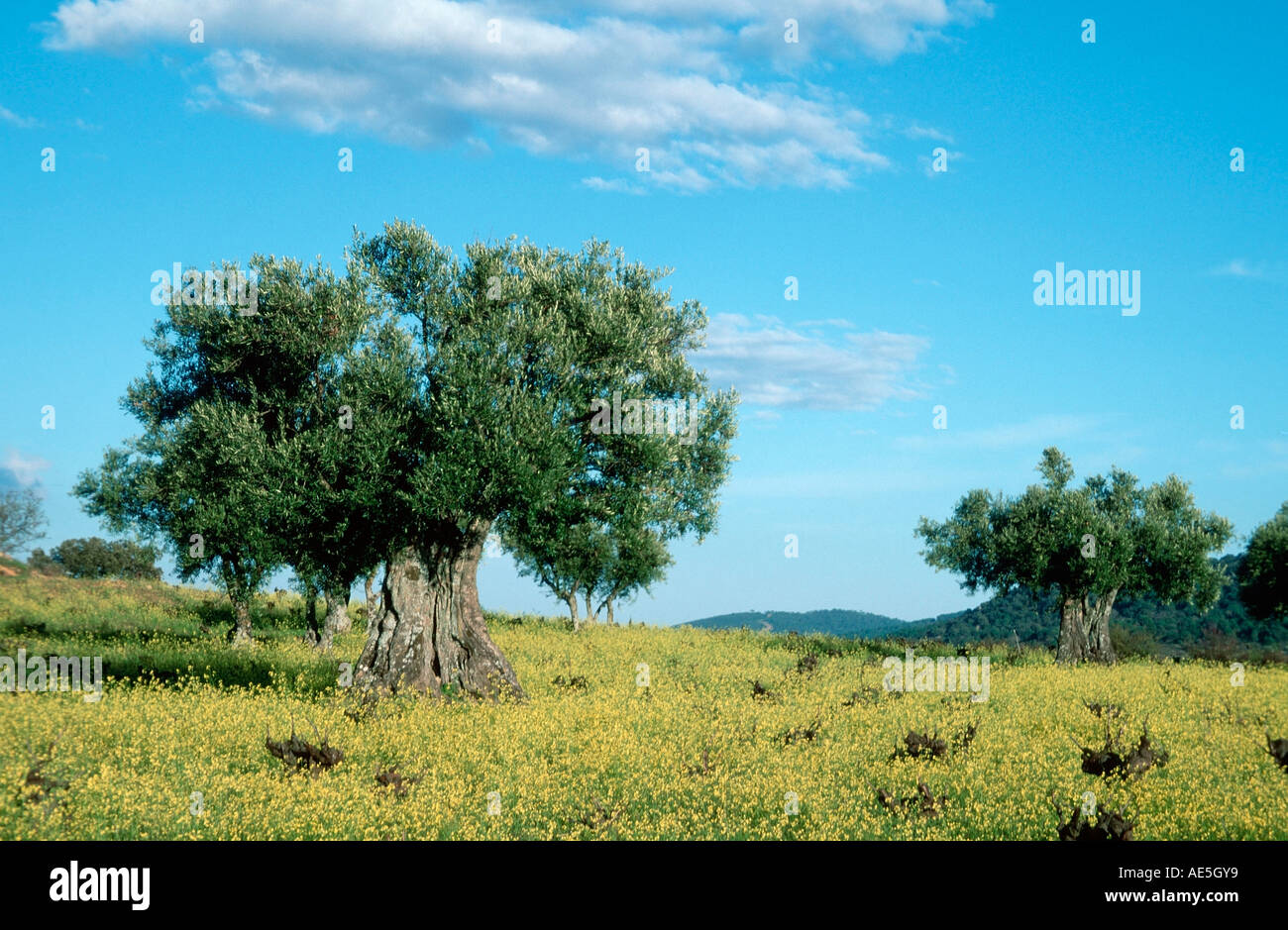 Olive Trees, Extremadura, Spain (Olea europea) Stock Photo