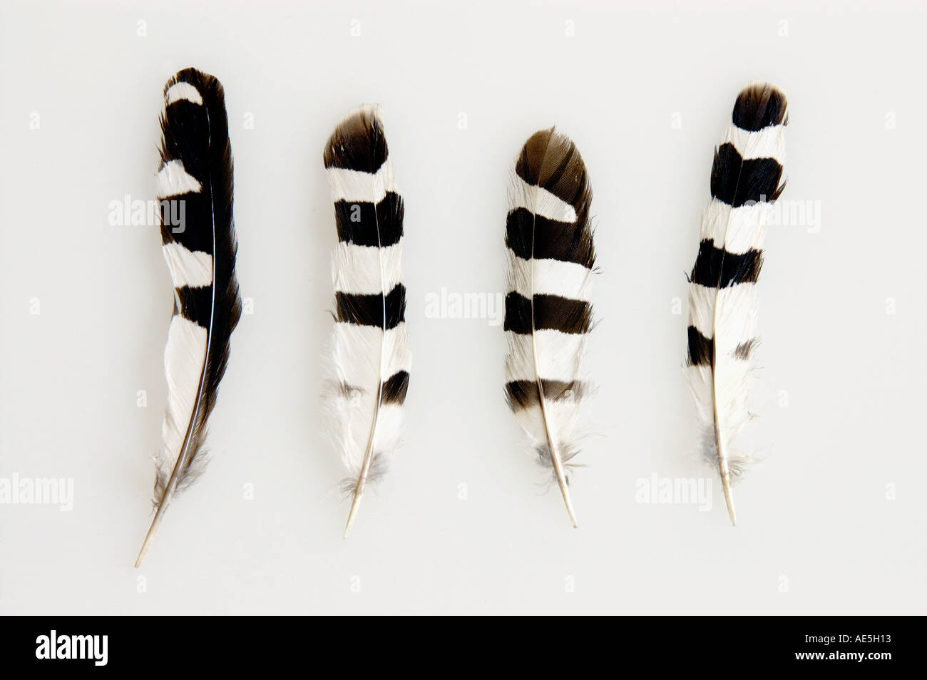 Hoopoe (Upupa epops). Feathers. Studio picture against a white background Stock Photo