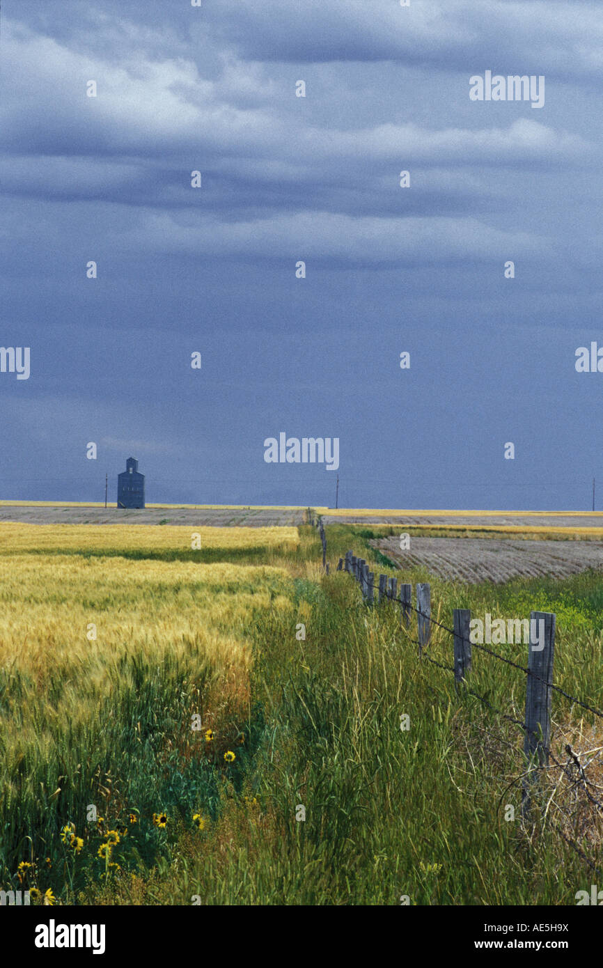 Agriculture scene of barbed wire fence leading through wheat field to a ...