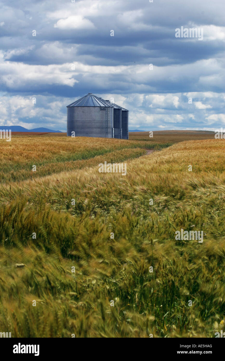 Dirt road going to three grain silos in a field of blowing wheat in the prairie region of central Montana Stock Photo