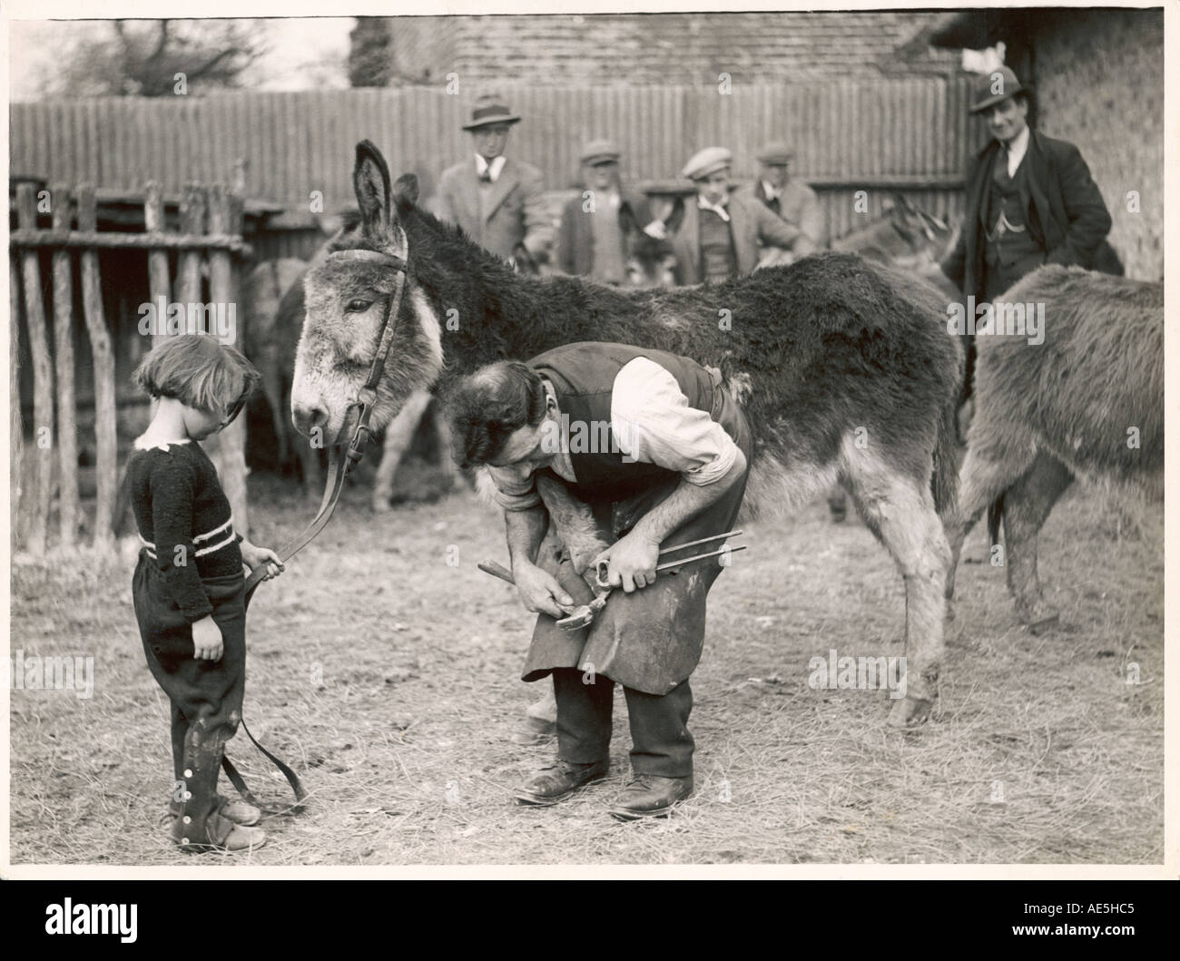 Donkey Gets New Shoes Stock Photo Alamy