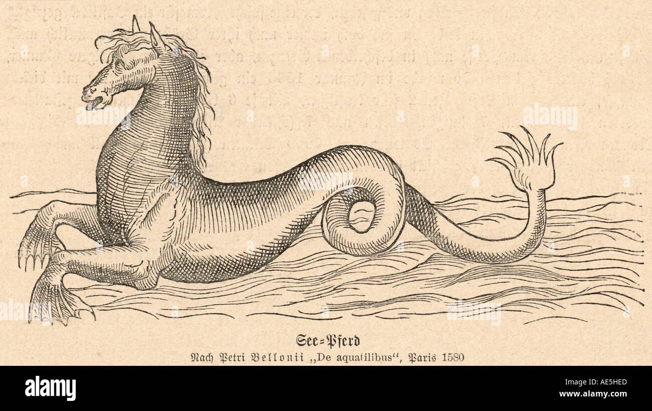 Mythical Sea Horse Stock Photo