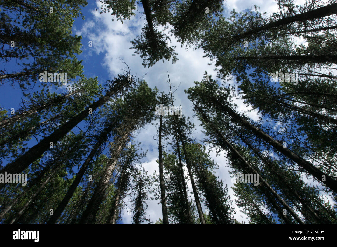 Looking up through the tops of tall evergreen trees to the sky in an
