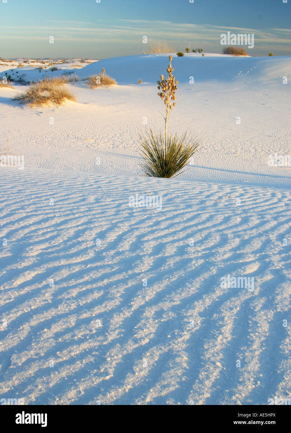 One yucca plant growing in the hilly rippled white desert sand dunes of