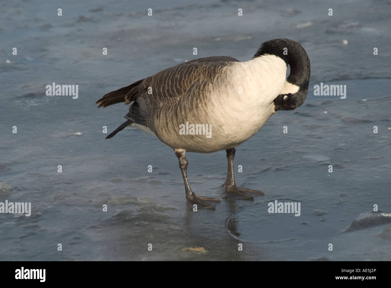 canada goose brandon mb canada goose brandon mb