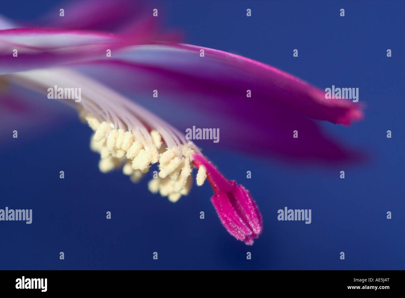 Closeup of pink Christmas cactus flower Schlumbergera truncata with pistil and stamens against a blue background Stock Photo