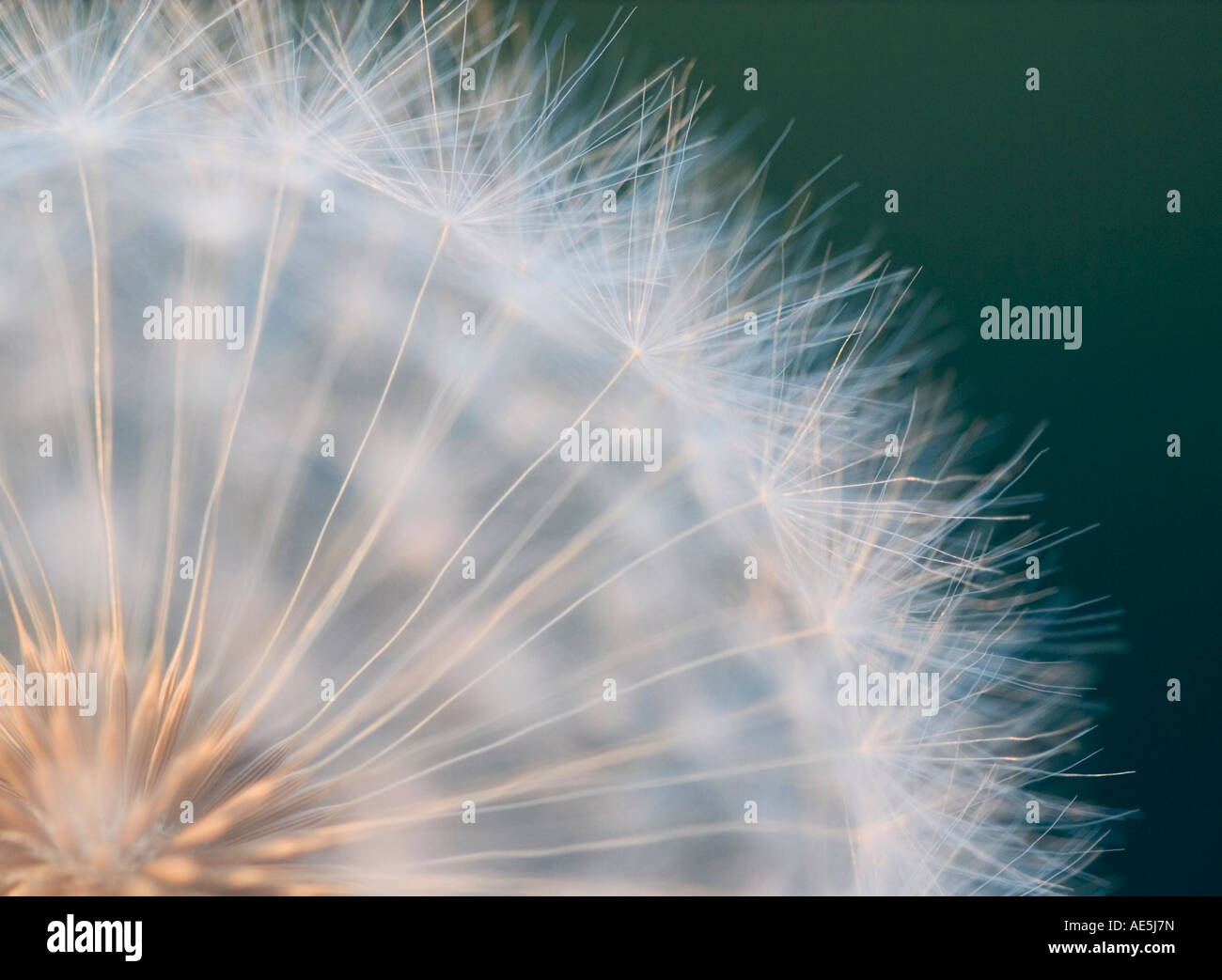 Extreme closeup of a quarter of a dandelion showing delicate fuzzy tendrils growing out of the center of the seed Stock Photo
