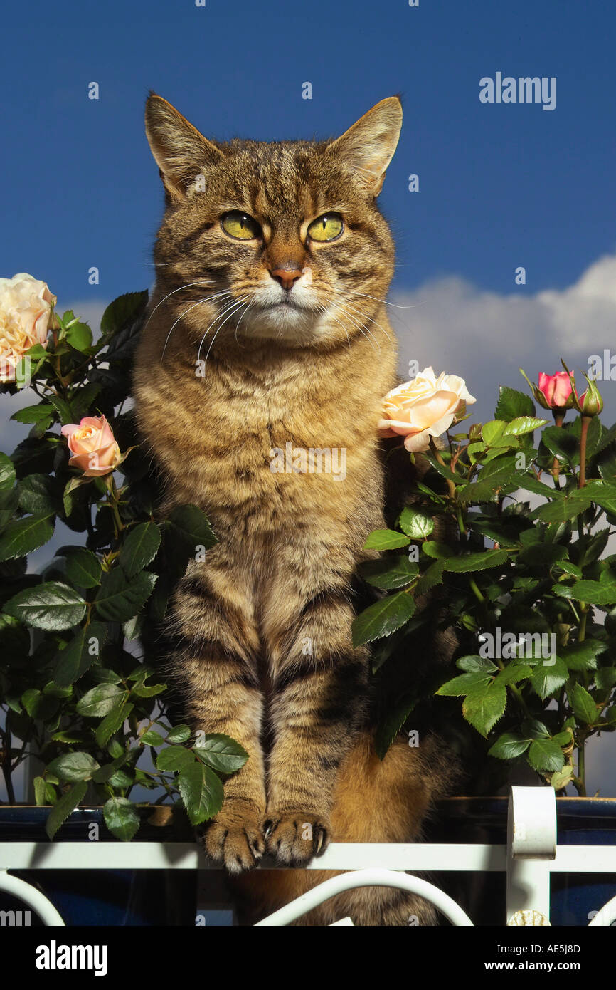 domestic cat between roses Stock Photo - Alamy