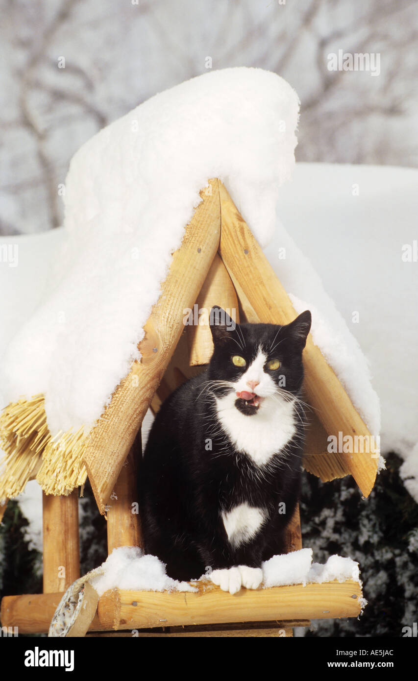domestic cat in birdhouse Stock Photo - Alamy