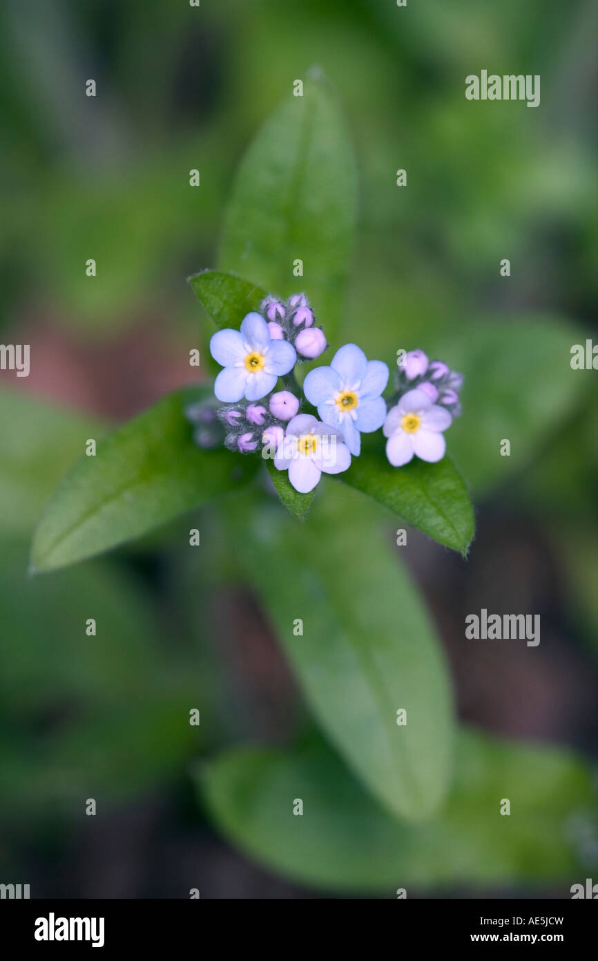 Tiny baby blue and purple forget me not flowers Myosotis arvensis blooming surrounded by lush green leaves Stock Photo