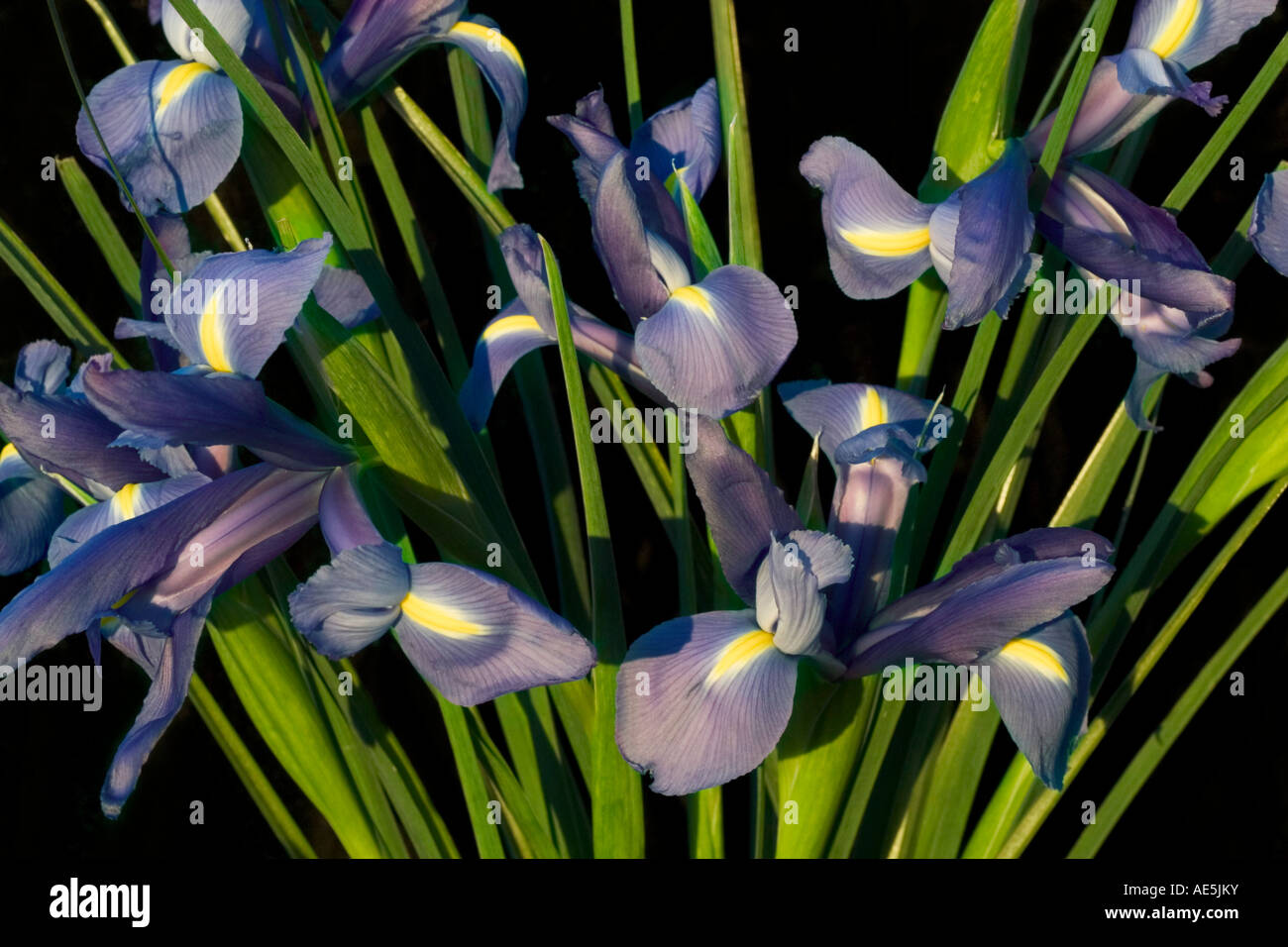 Bunch of iris flowers Iris sisyrinchium with purple and yellow petals and green stems against a black background Stock Photo