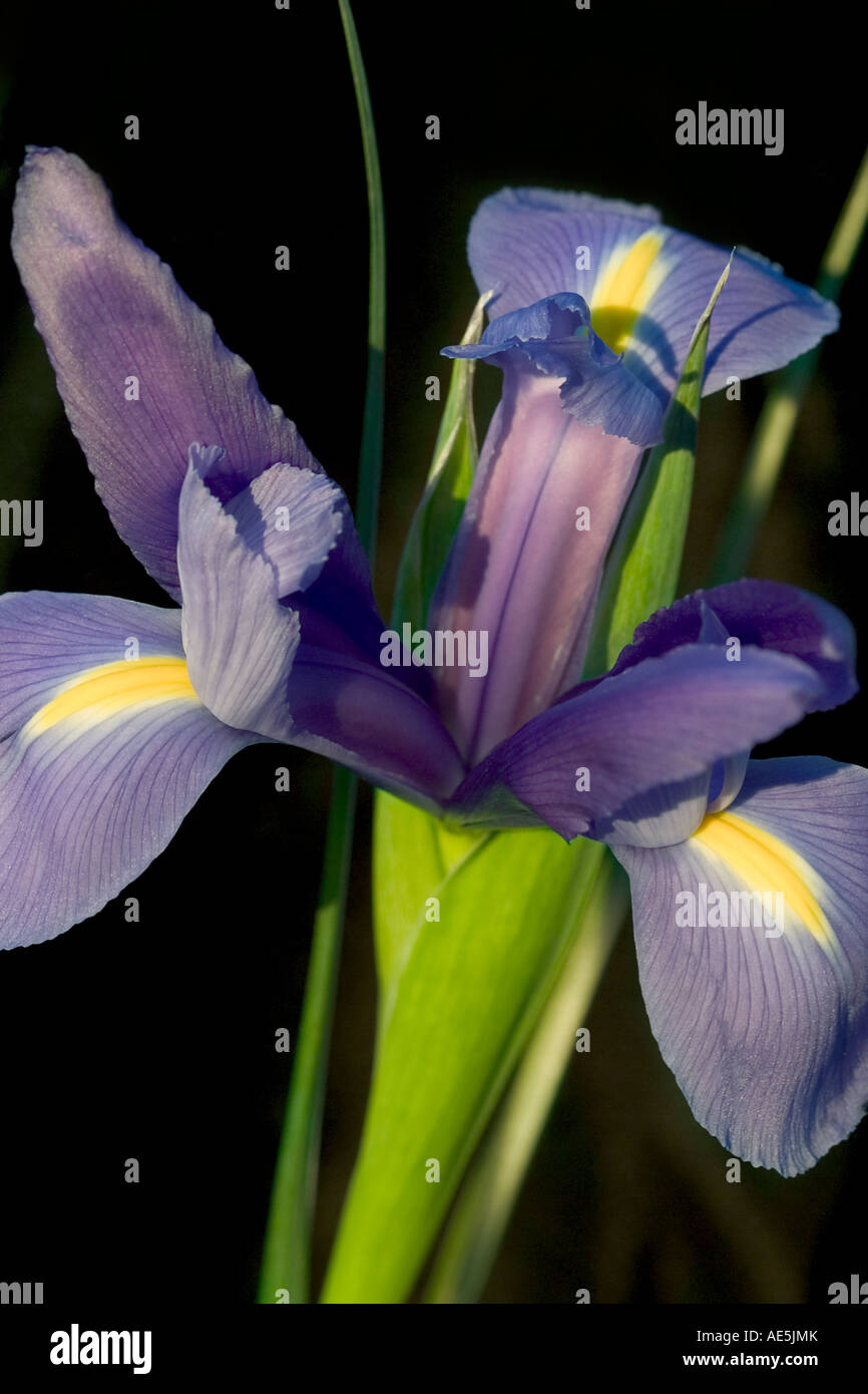 Purple and yellow petals of an iris flower Iris sisyrinchium with stem against a black background Stock Photo