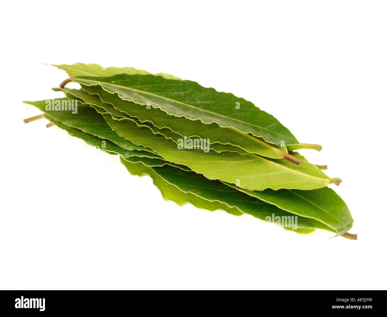 Bay leaves Cut Out Stock Images & Pictures Alamy