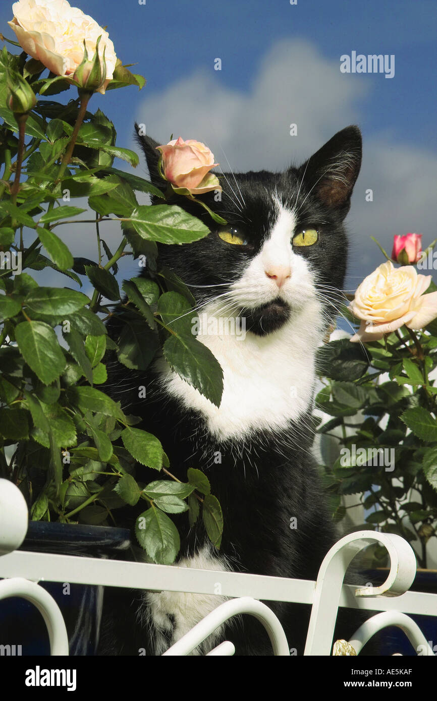 Cats with roses hi-res stock photography and images - Alamy