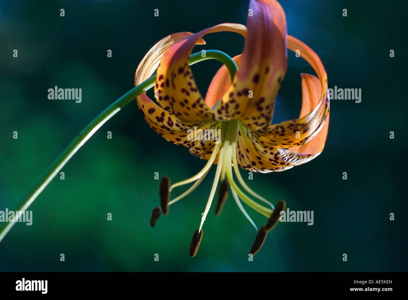 Tiger lily flower with pistils and stamens in full bloom Corralitos California Stock Photo Alamy