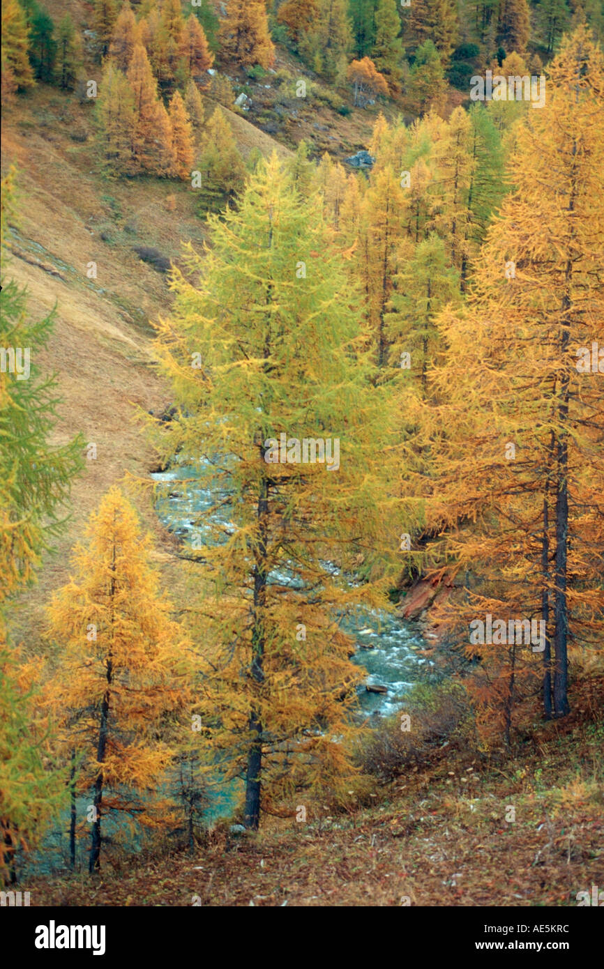 Mountain stream, European Larchs, Larix decidua, Pinaceae, Val da Larisch,  Dumagns, Muntogna da Schons, Alps, Canton of Graubünden, Switzerland Stock  Photo - Alamy