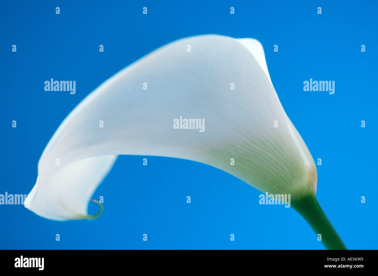 White Arum Lily (Zantedeschia aethiopica Stock Photo Alamy