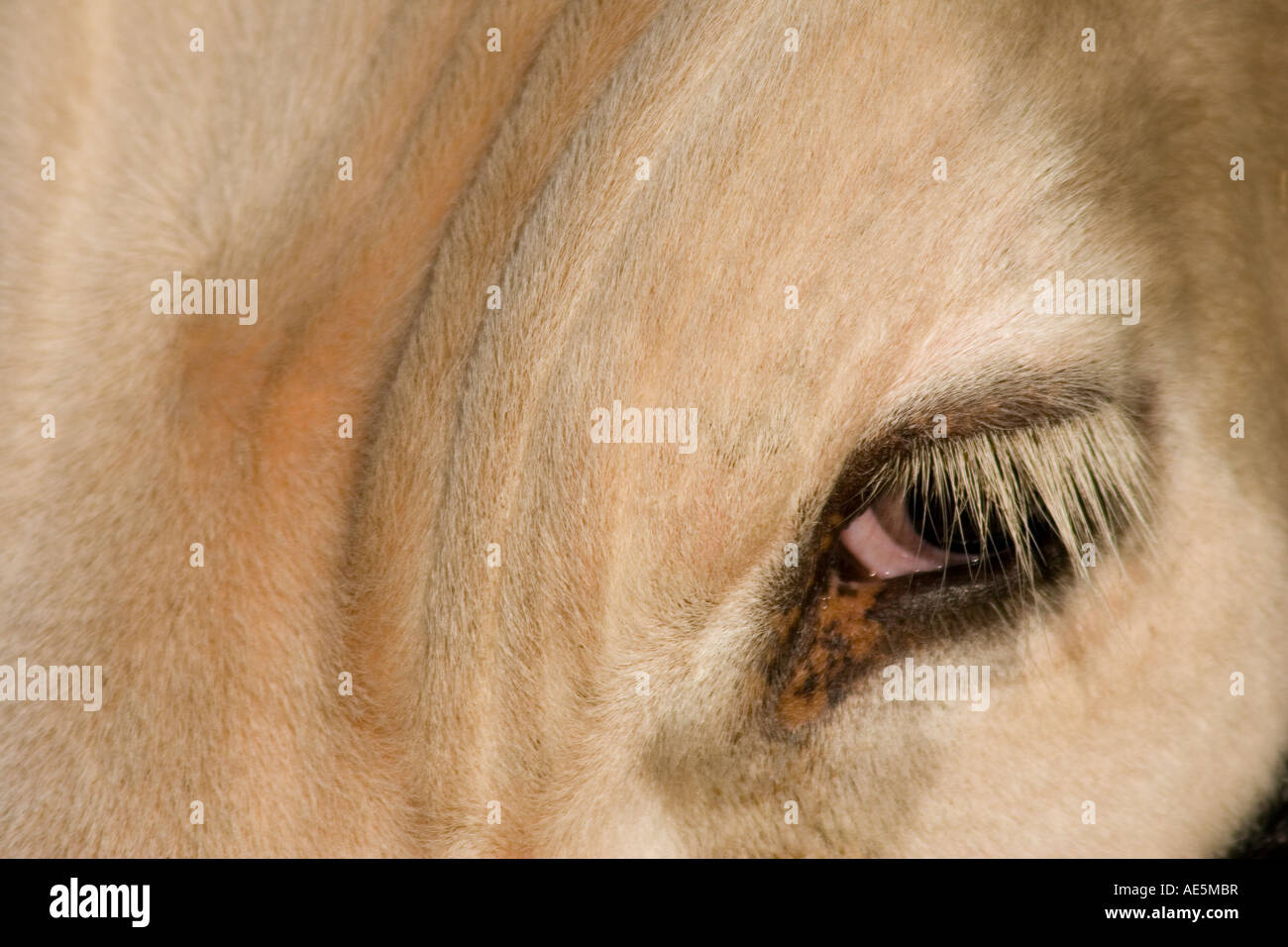Closeup of the eye and forehead of a blond cow looking deep in thought Stock Photo