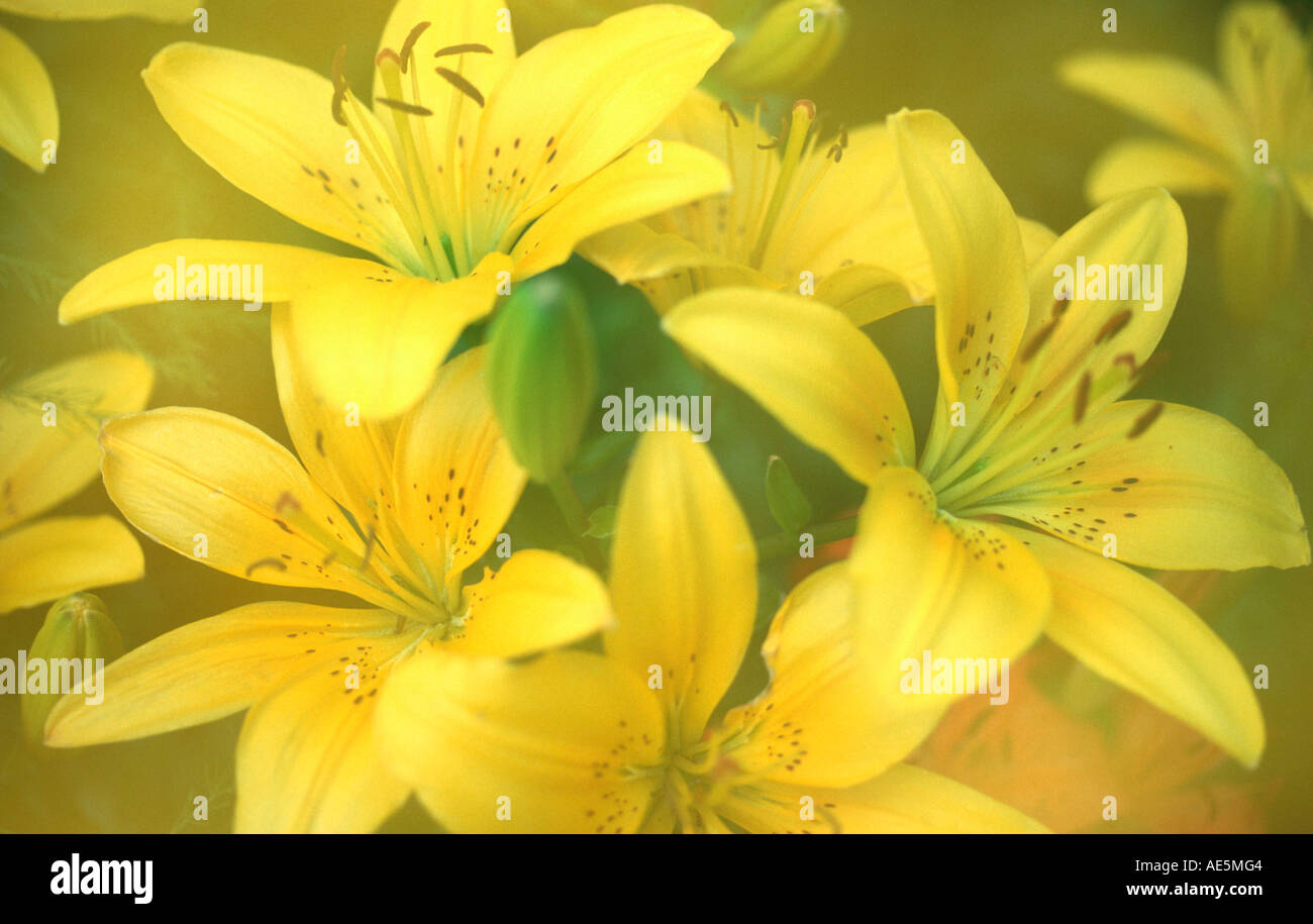 Lily 'Fire King' (Lilium hybride Stock Photo Alamy