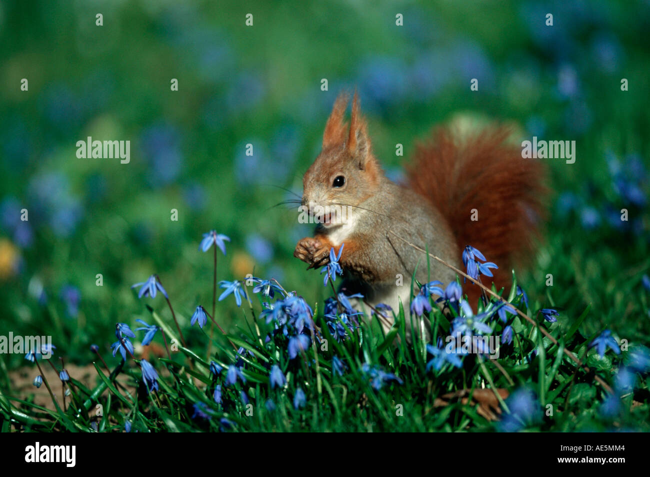 Red Squirrel and squill, Lower Saxony, Germany (Sciurus vulgaris) Stock Photo