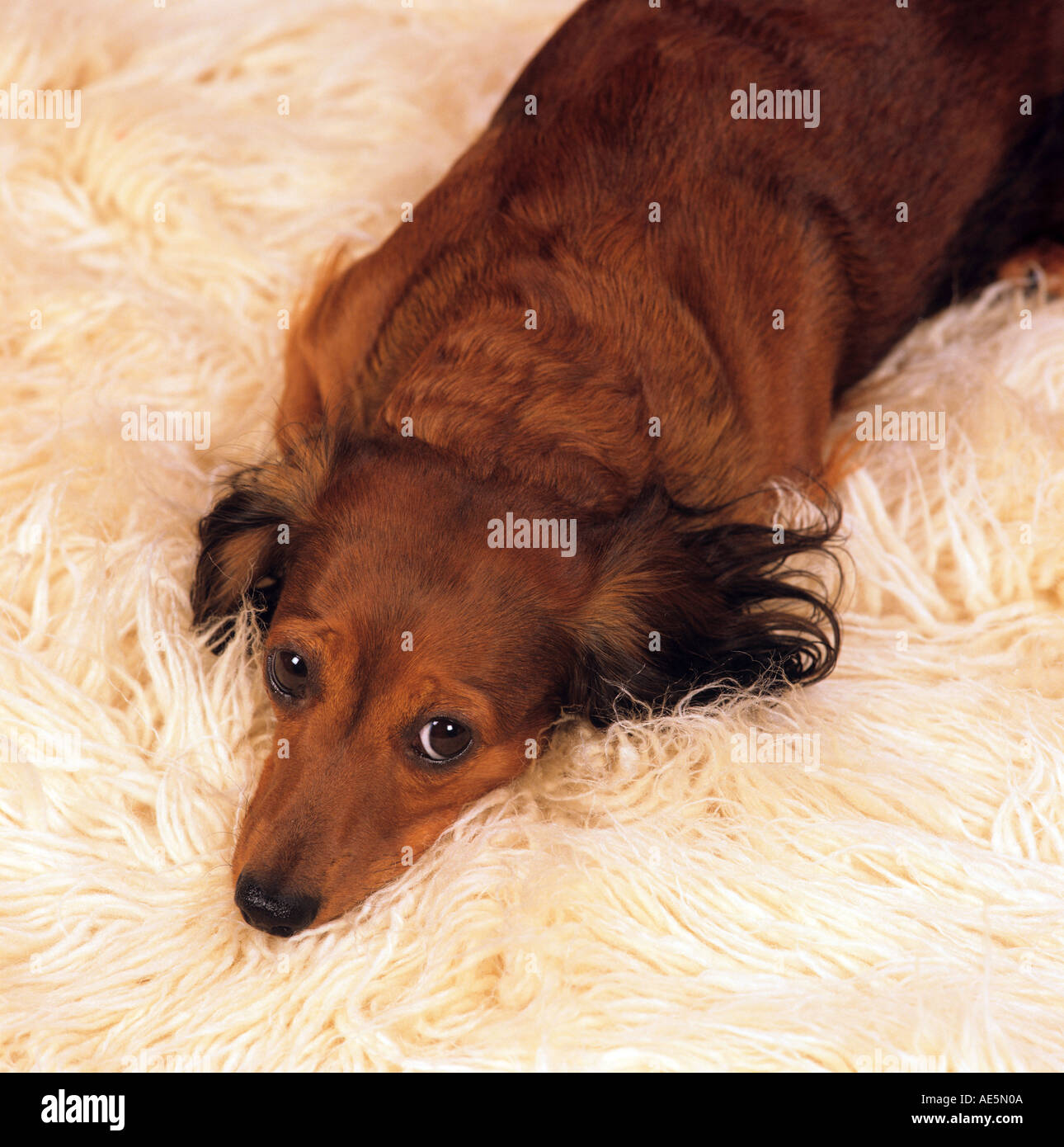 Long Haired Dachshund Dog Lying On Carpet Stock Photo 4432137 Alamy