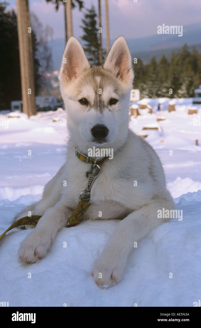 siberian husky dog - puppy lying in snow Stock Photo - Alamy