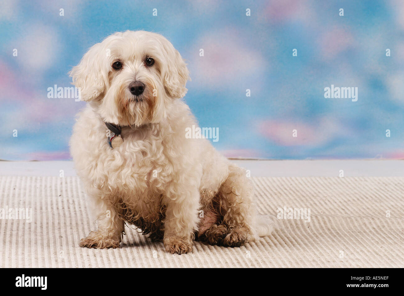 Maltese dog - sitting Stock Photo