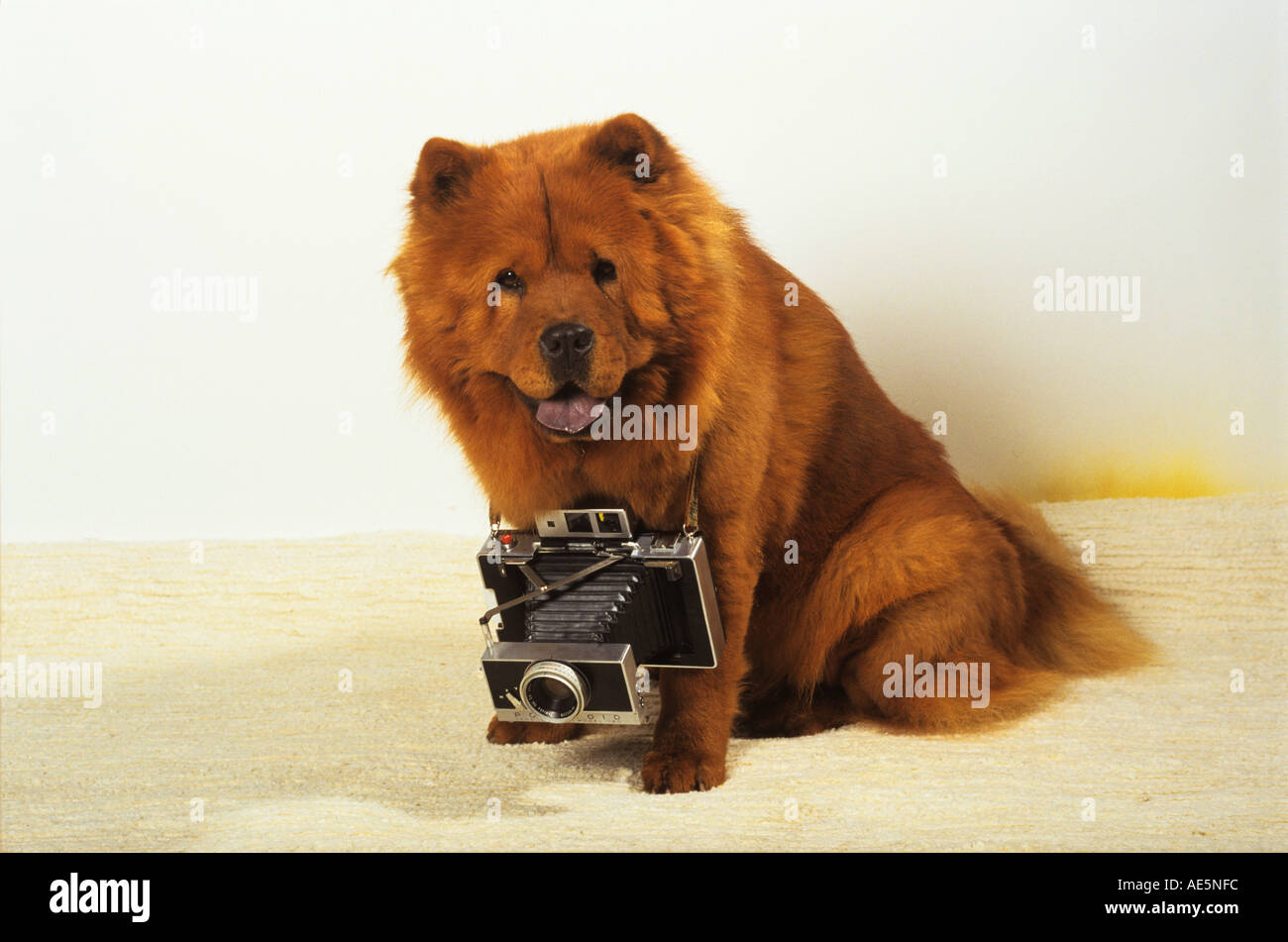 Chow Chow with camera Stock Photo
