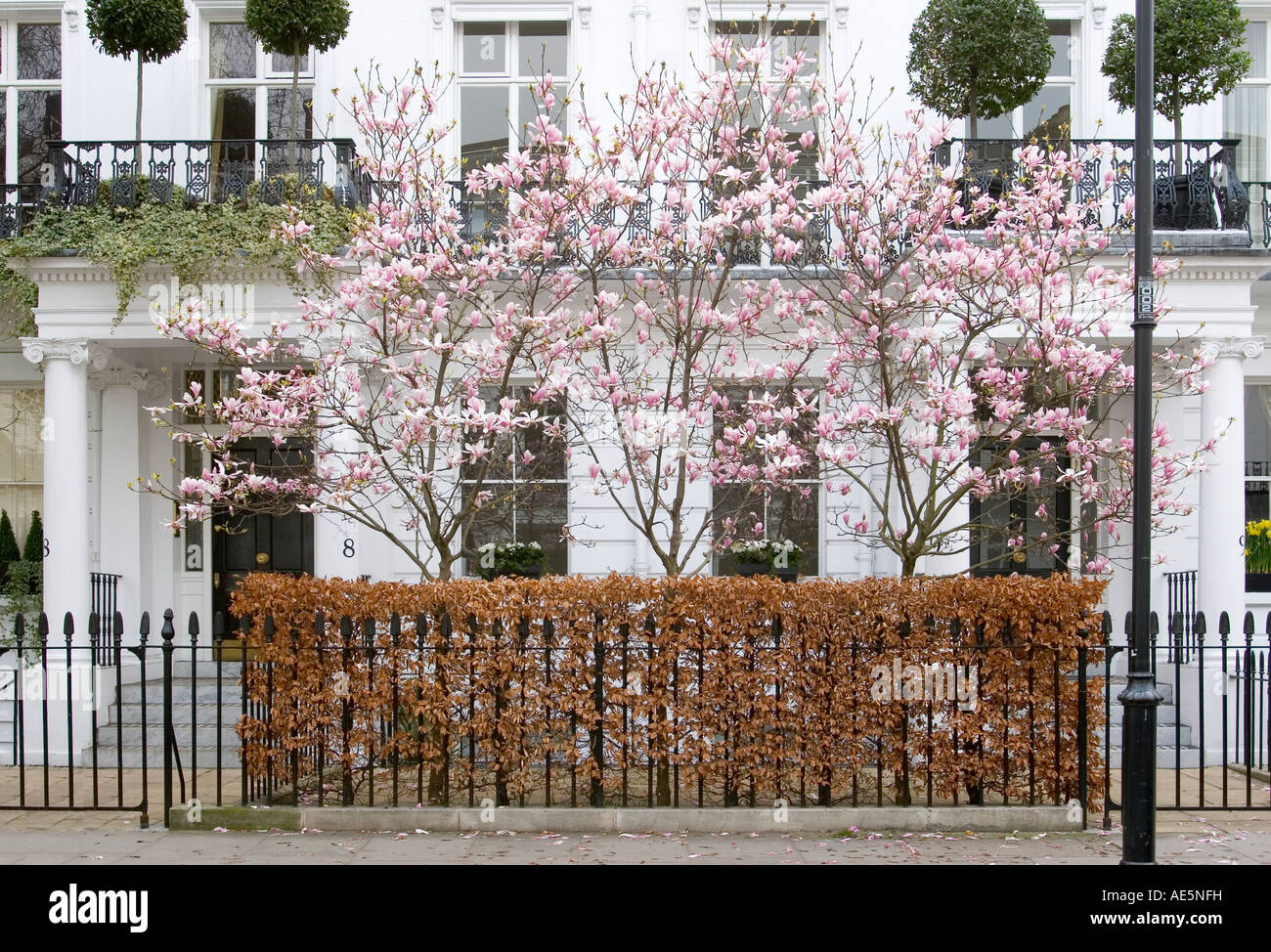Cherry Blossom trees in bloom in front of white London row house with