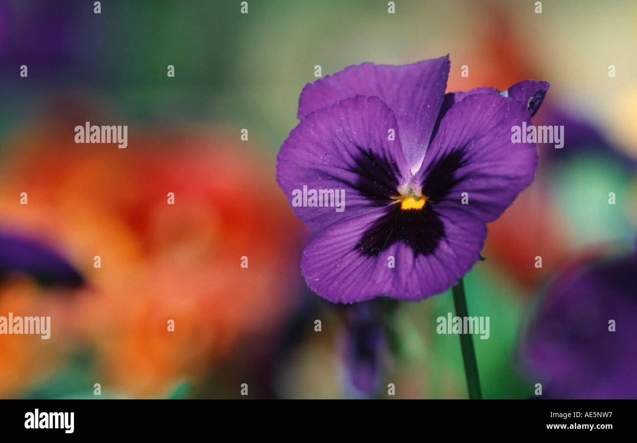 Pansy (Viola hybrida Stock Photo Alamy