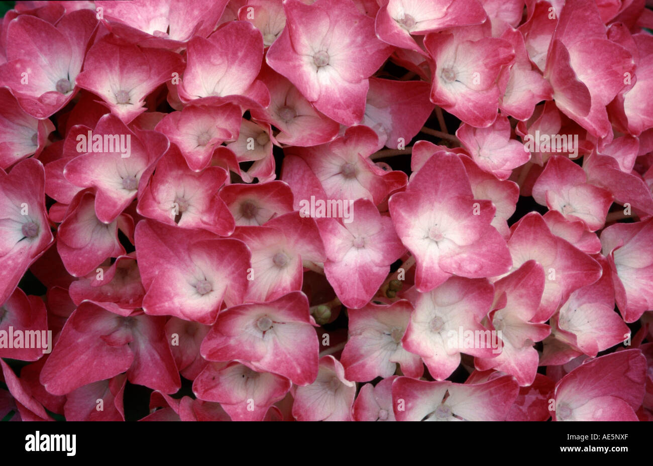 Hydrangea (Hydrangea macrophylla Stock Photo - Alamy
