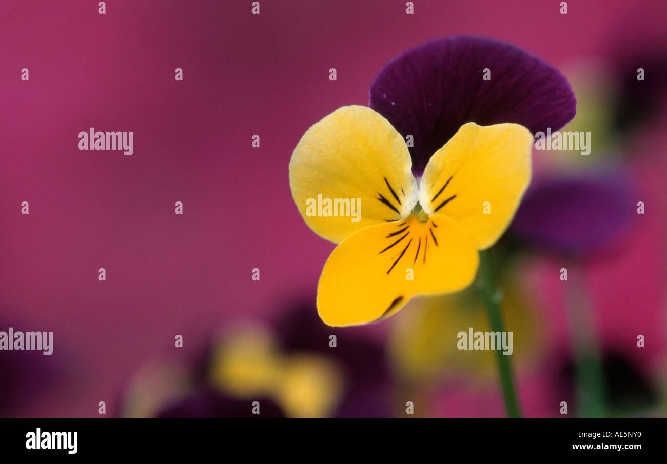 Pansy (Viola hybrida Stock Photo Alamy