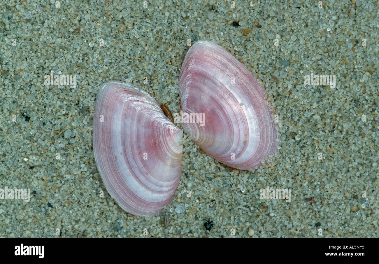Shells of Thin Tellin, Texel, Netherlands (Tellina tenuis) Stock Photo