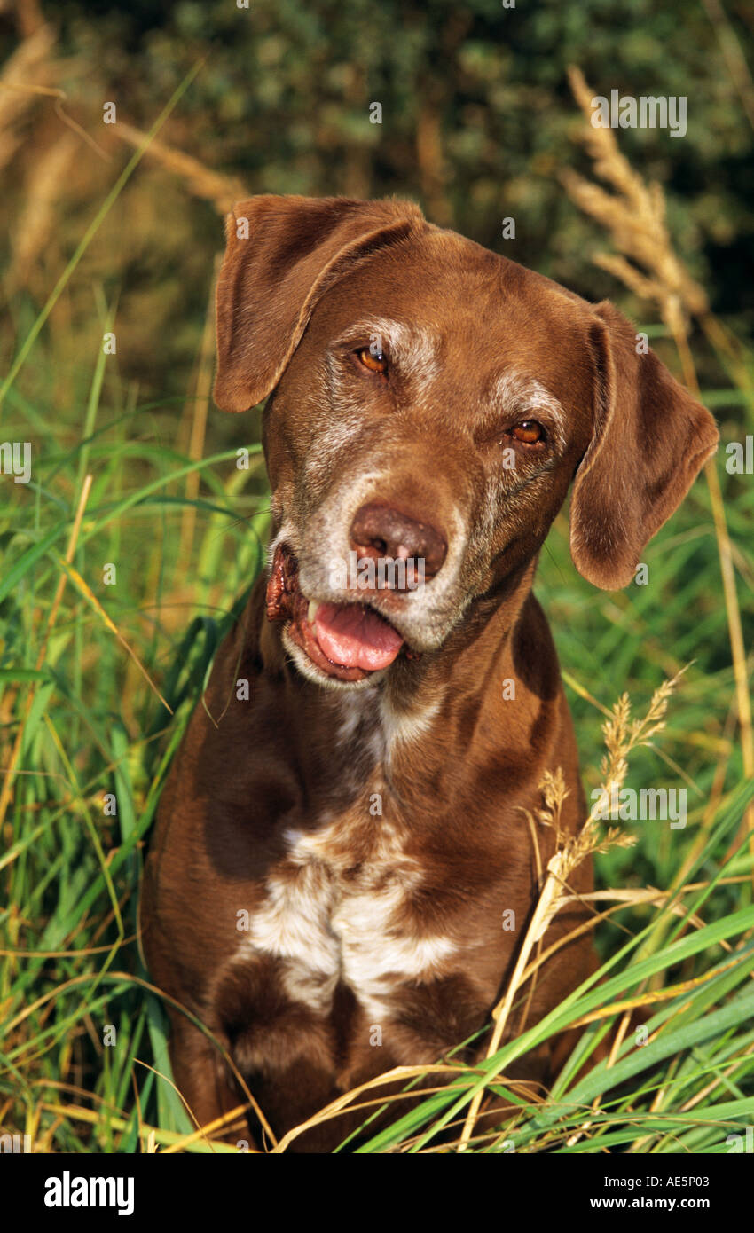 old German Shorthaired Pointer dog - portrait Stock Photo