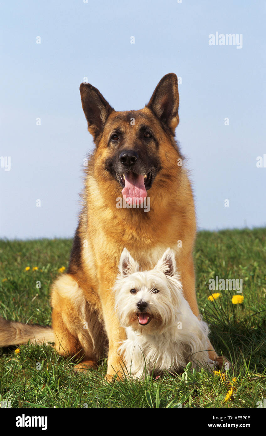 German Shepherd dog and West Highland White Terrier on meadow Stock