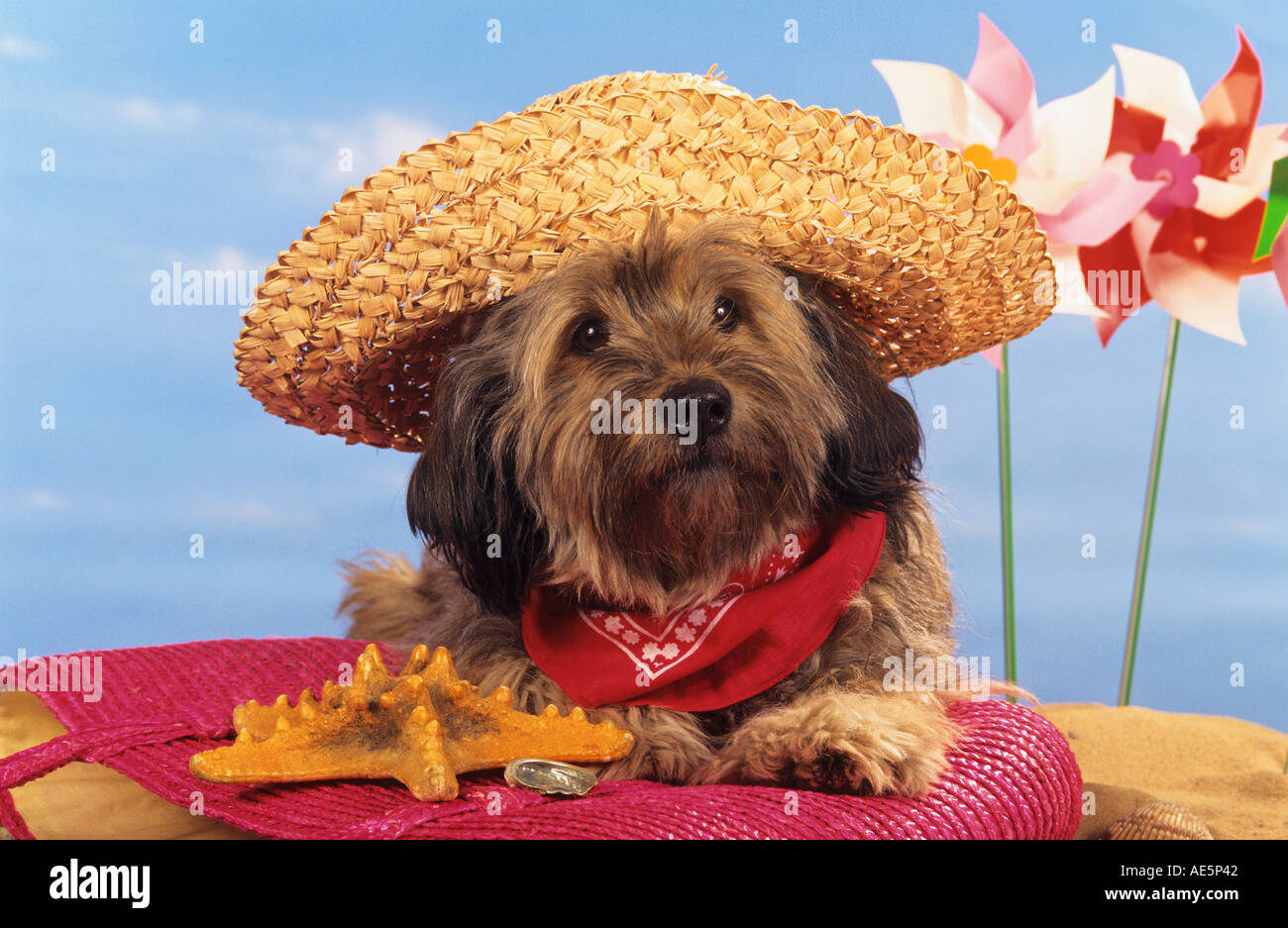 dog with sun hat at beach Stock Photo