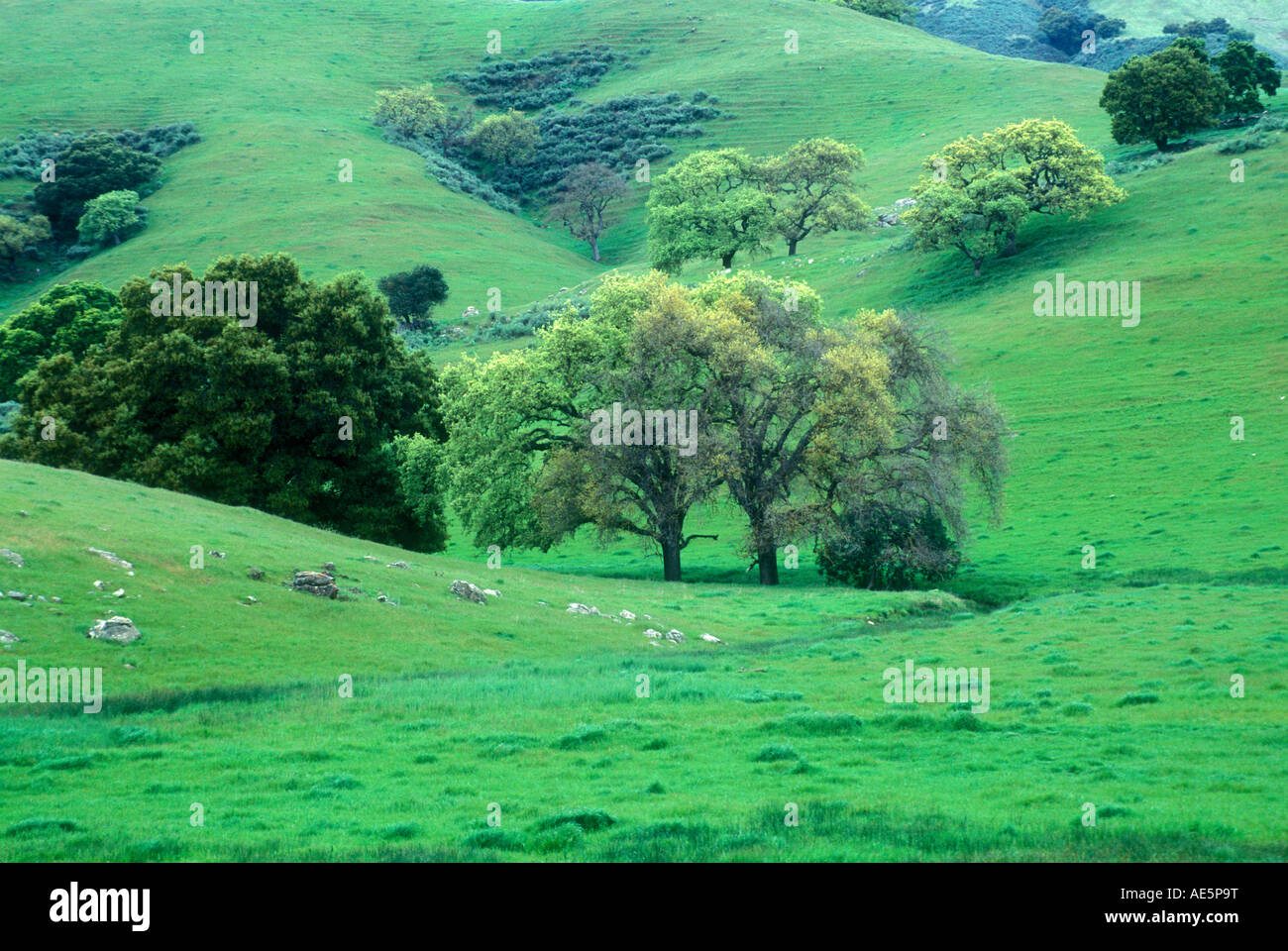 Lush green rolling hills with live oak trees in winter Gilroy
