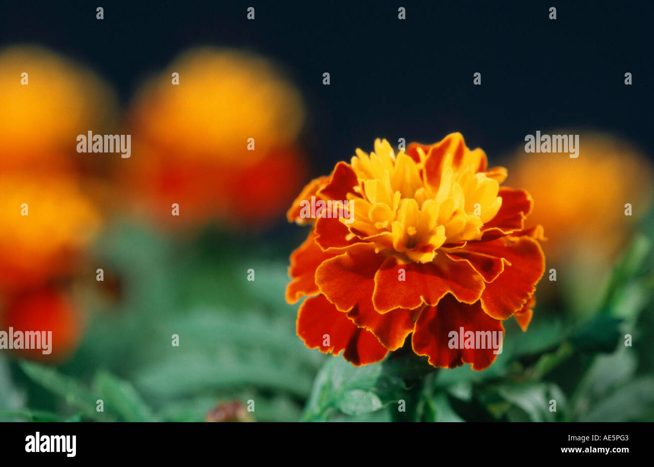 French Marigold (Tagetes patula hybride) Stock Photo