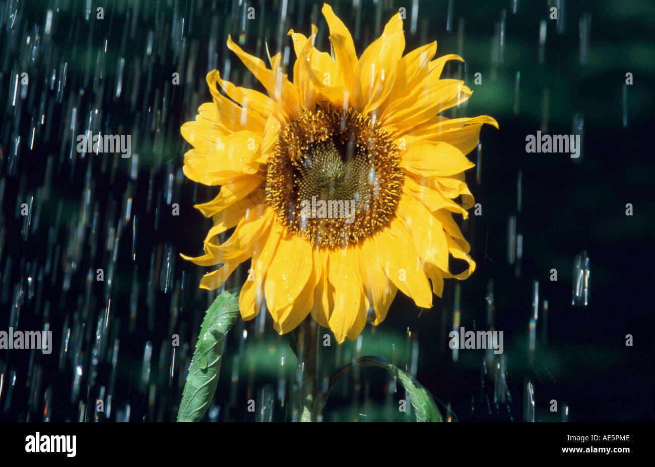 Sunflower in rain (Helianthus annuus Stock Photo Alamy