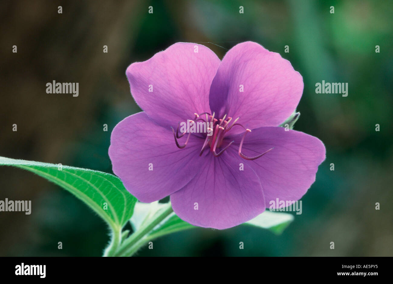 Princess Flower (Tibouchina granulosa) Stock Photo