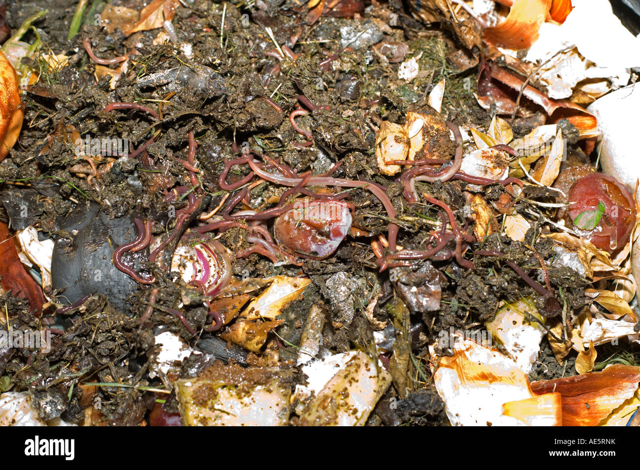 Close up of worms in top of black plastic recycled compost bin UK Stock