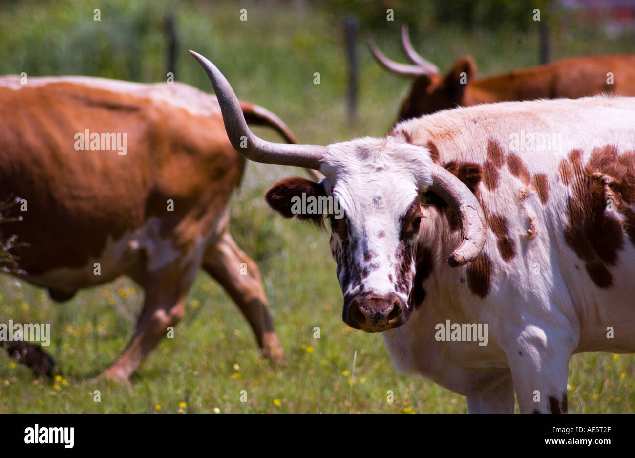 Texas Longhorn cow with a broken horn standing in a Texas field, USA Stock  Photo - Alamy, image size:1300x937