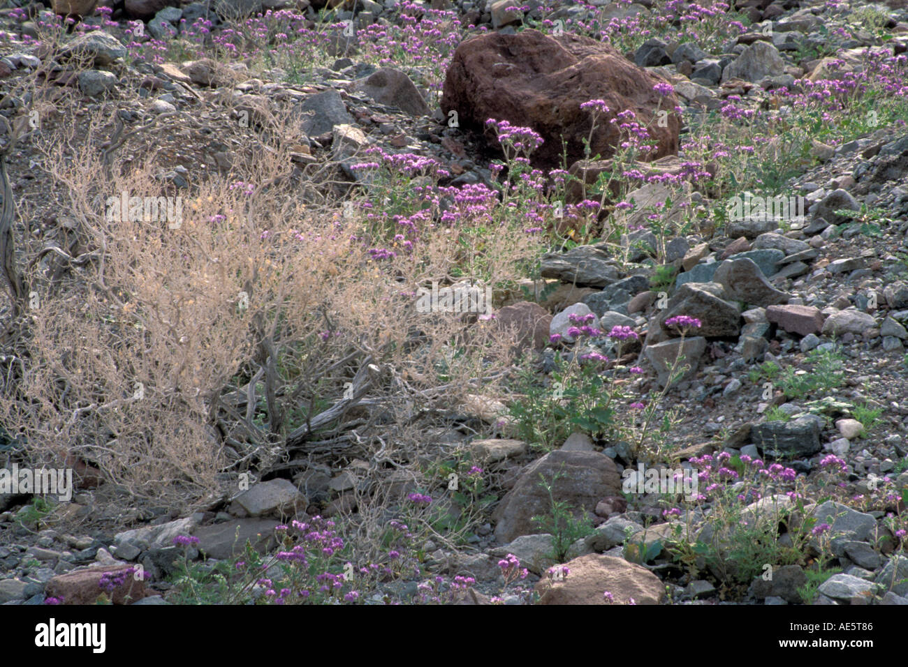 Notch leaved Phacelia Phacelia Crenulata desert wildflowers bloom in spring Death Valley National Park California Stock Photo
