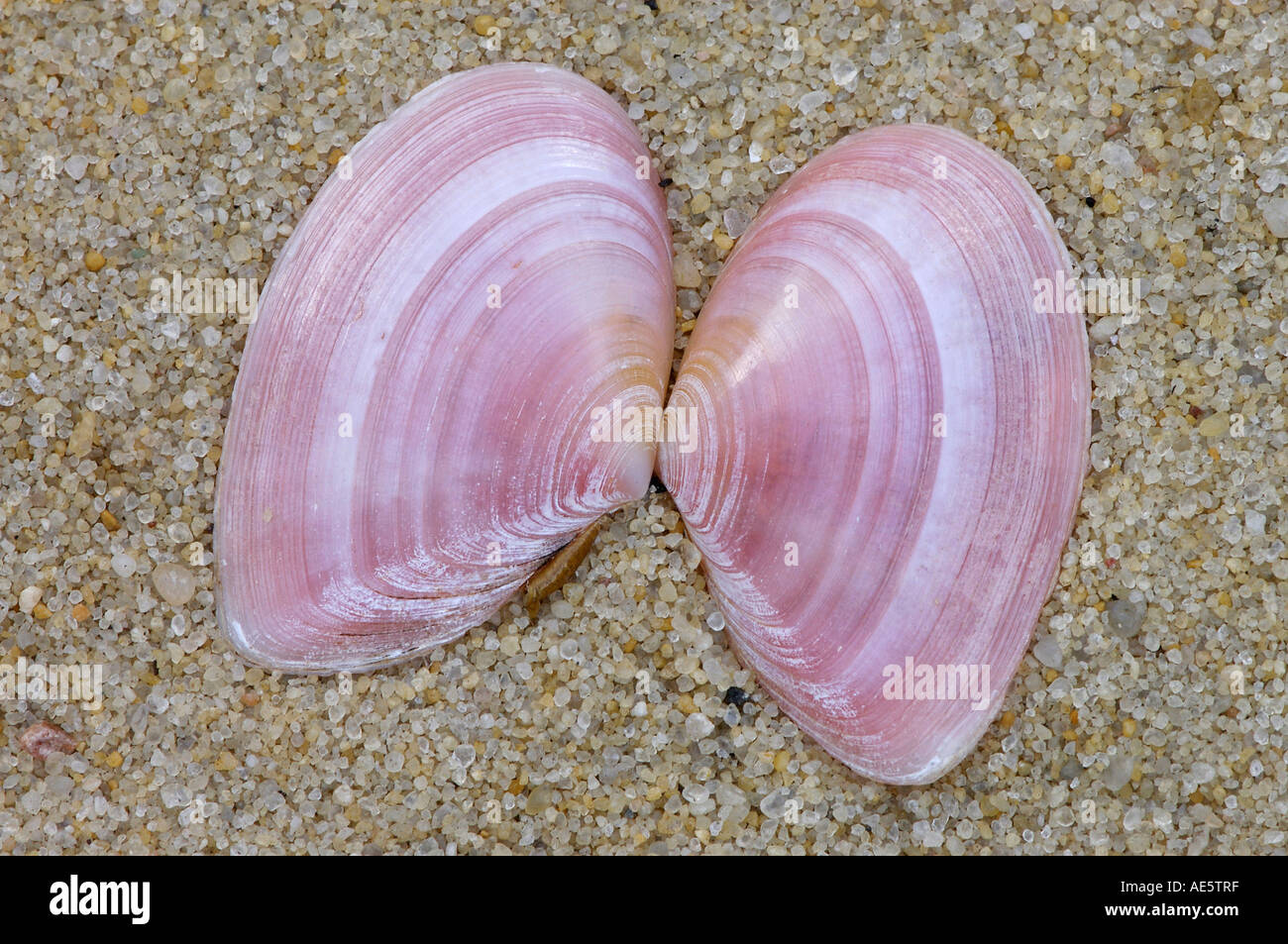 Shells of Thin Tellin, Texel, Netherlands (Tellina tenuis) Stock Photo