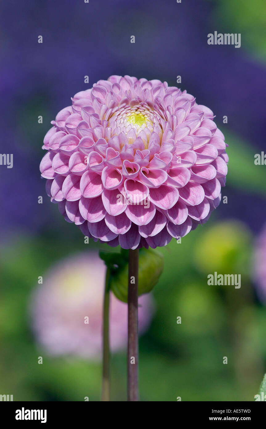 Pink dahlia hybrida hi-res stock photography and images - Alamy